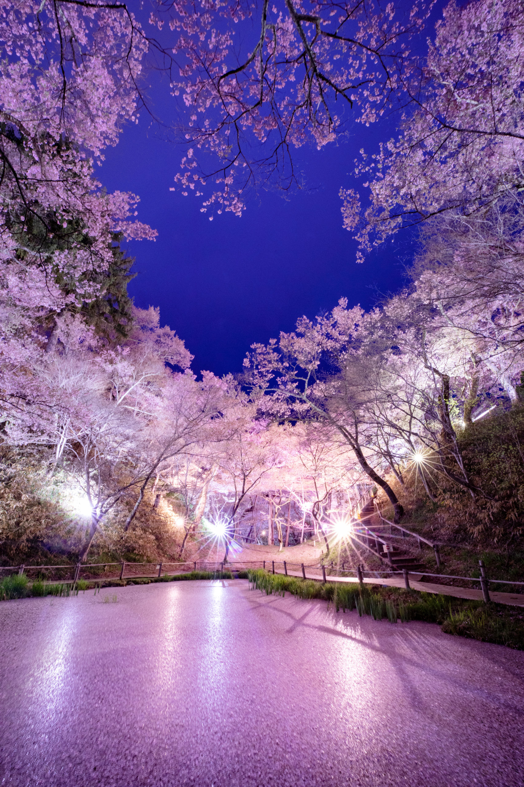夜桜ライトアップ – 令和６年度（2024）高遠城址公園さくら祭り